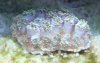 DSC02493.jpg