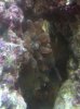 dumbanemone2.JPG