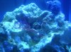 zoa.jpg