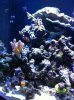 reef tank -2.jpg