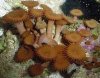 Button_Polyps_830bd.1600x1200.jpg