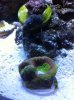 reef tank 4.jpg