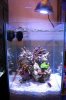 spotlight-tank1.jpg