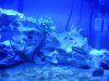 blenny.jpg