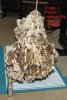 3rs IMG_2899 Zb comment.jpg
