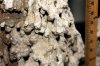 4rs IMG_2888 Zb close up.jpg