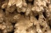 5rs IMG_2889 Zb close up.jpg