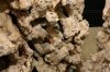 7rs IMG_2891 close up.JPG