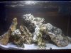 fish_tank_pic.jpg