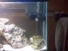 fish_tank_pic_3.jpg