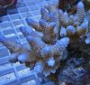 coral id.jpg