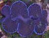 clam2.jpg