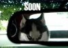 internet-memes-be-carefull-of-husky1.jpg