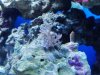 clove polyps 004 (640x480).jpg
