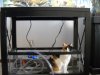 catsump.jpg