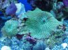 mushrooms 008 (640x472).jpg