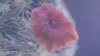 shroom.JPG
