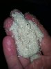 sanddy.jpg