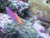 fish 054.jpg
