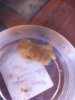 Teddy Bear Crab 2.JPG
