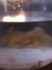 Teddy Bear Crab.JPG