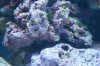 Flatworms.jpg