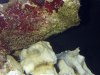 00293 worms 1.jpg