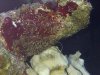00294 worms 2.jpg