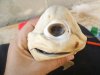 one-eyed-cyclops-shark-pup-holding-face_41775_600x450.jpg