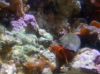 crab.png