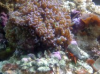 crab2.png