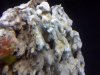 Rust Red Algae 1 00324.jpg