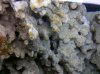 Rust Red Algae 3 00326.jpg