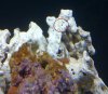 Rust Red Algae 4 00325.jpg