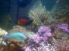torchcoral.png