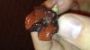 mushroomworms1.JPG