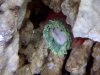 Nem Not Looking Good 1 356 3reef.jpg
