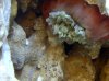 Nem Not Looking Good 3 358 3reef.jpg