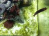 algea.jpg