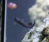 Blenny ID 20111123_IMG_0352 HR.jpg