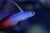 Perfect firefish pic.JPG