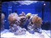 Fish tank 002.jpg
