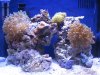 Fish tank 004.jpg