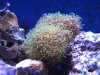 Fish tank 003.jpg