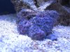 Fish tank 001.jpg