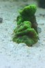 reef1.jpg