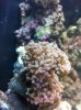 reef2.jpg