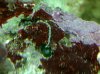 Mystery Worm 1211-00457 #R.jpg