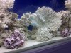 fish tank1.jpg