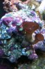 coral.jpg
